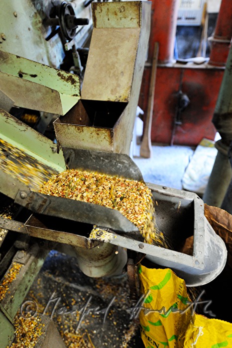 grinding of maize in the mill
