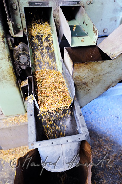 grinding of maize in the mill
