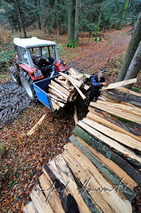 woodcutter piling up beech wood to a stack