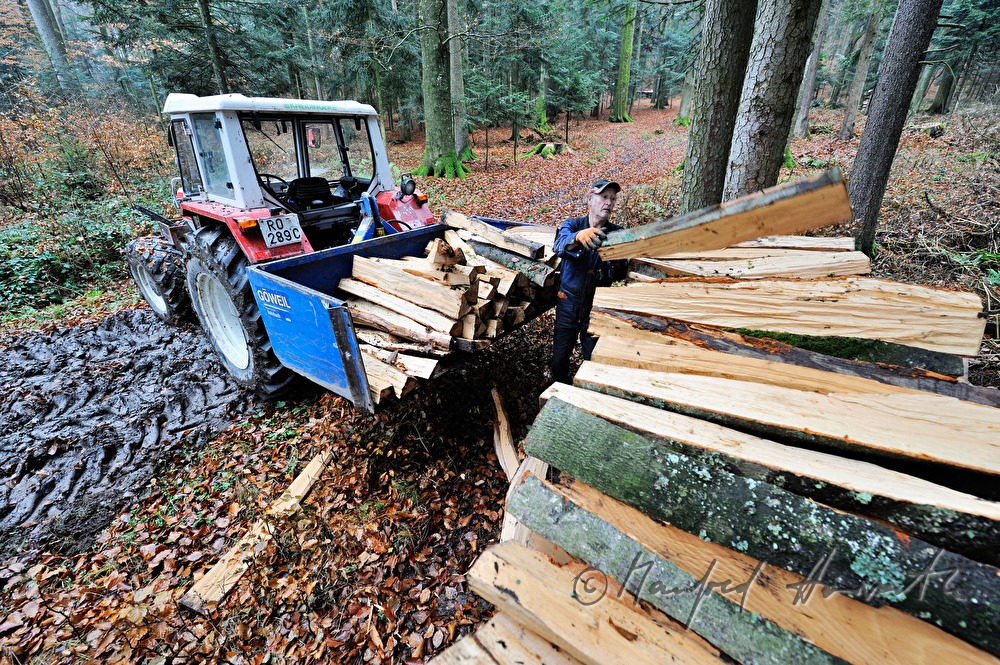 woodcutter piling up beech wood to a stack