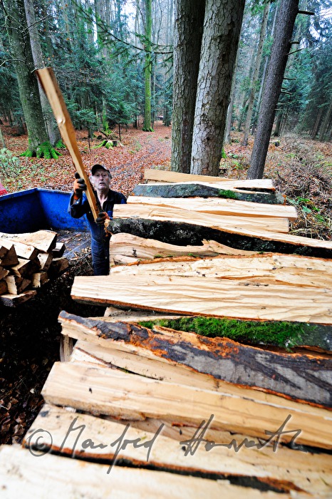 woodcutter piling up beech wood to a stack