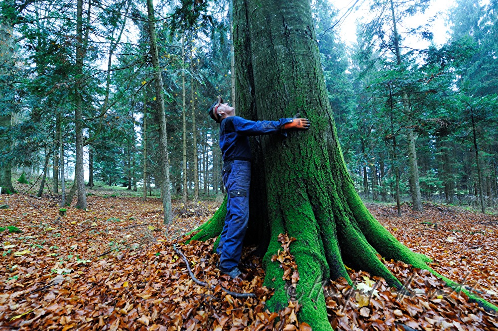 woodcutter looks up to the treecrown before cutting
