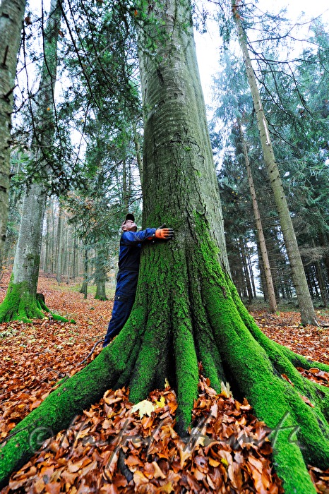 woodcutter looks up to the treecrown before cutting