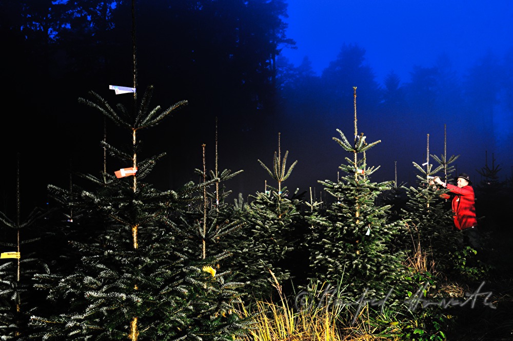 worker at the Christmas tree farm