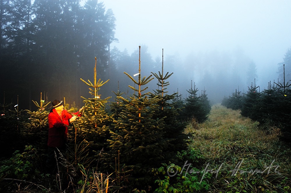 worker at the Christmas tree farm