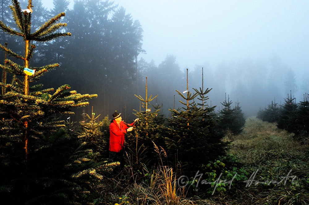 worker at the Christmas tree farm