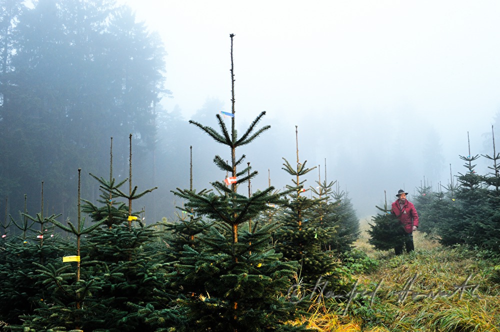 worker at the Christmas tree farm