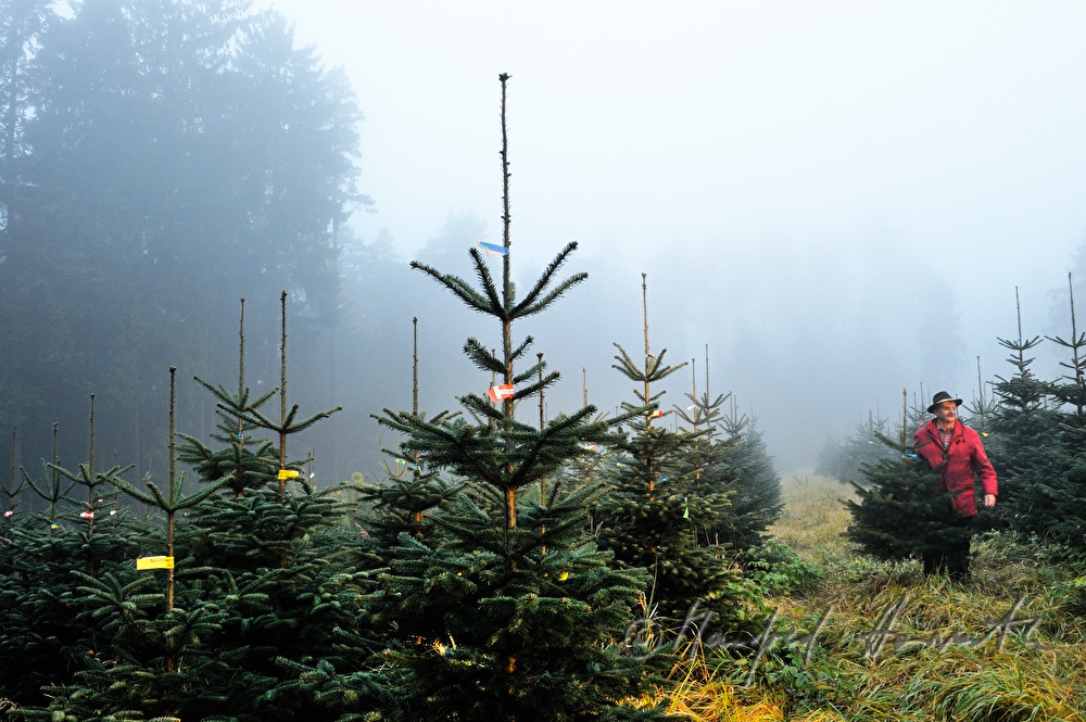 worker at the Christmas tree farm