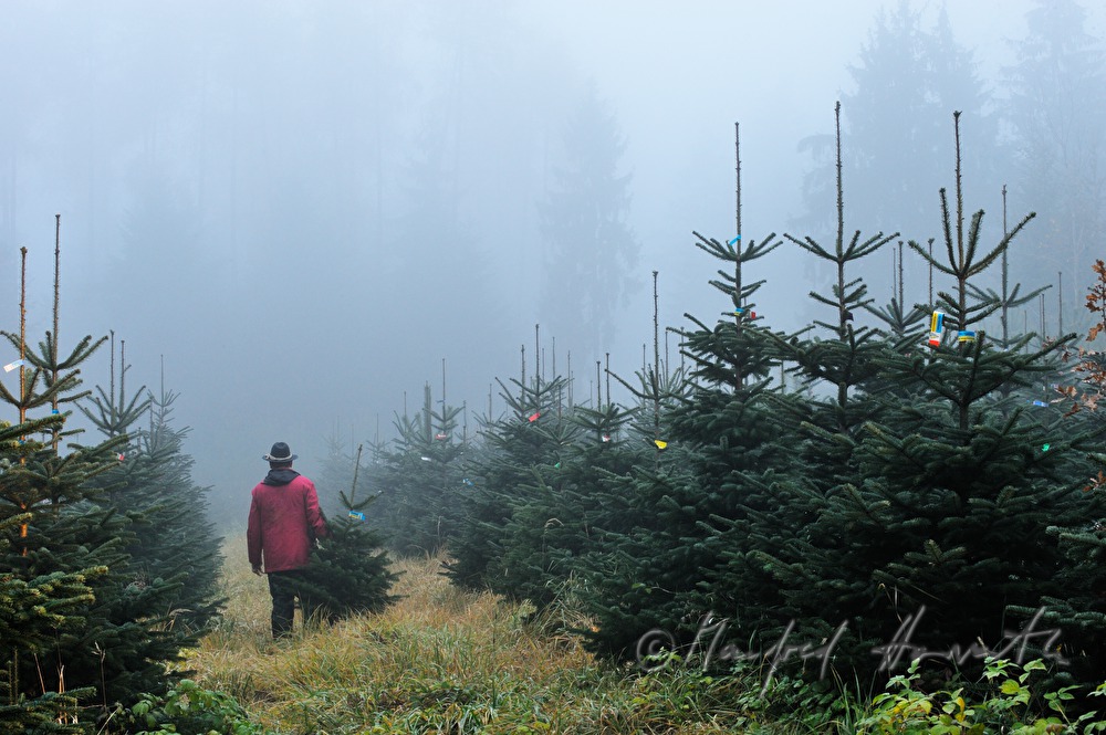 worker at the Christmas tree farm