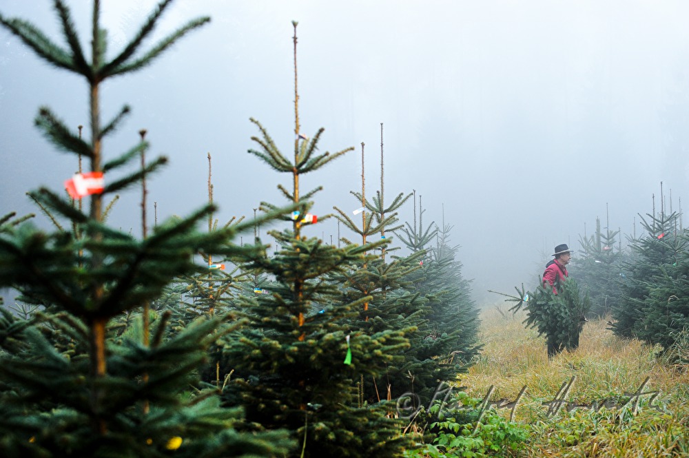 worker at the Christmas tree farm