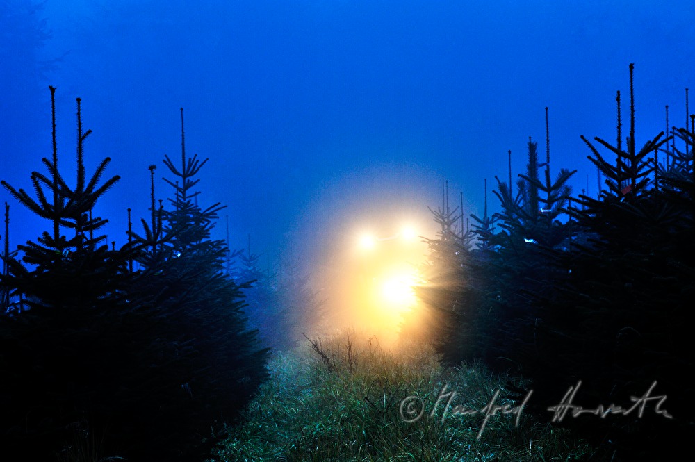 a tractor in the Christmas tree plantage