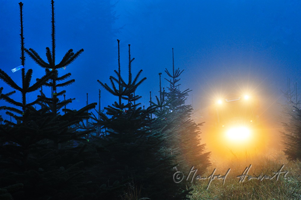 a tractor in the Christmas tree plantage