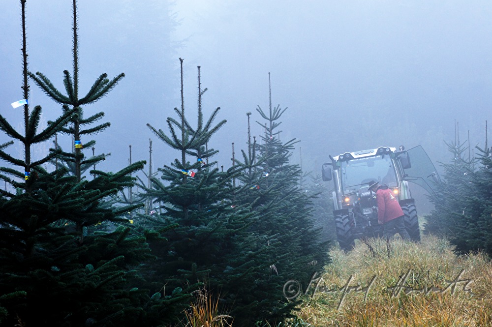 a tractor in the Christmas tree plantage