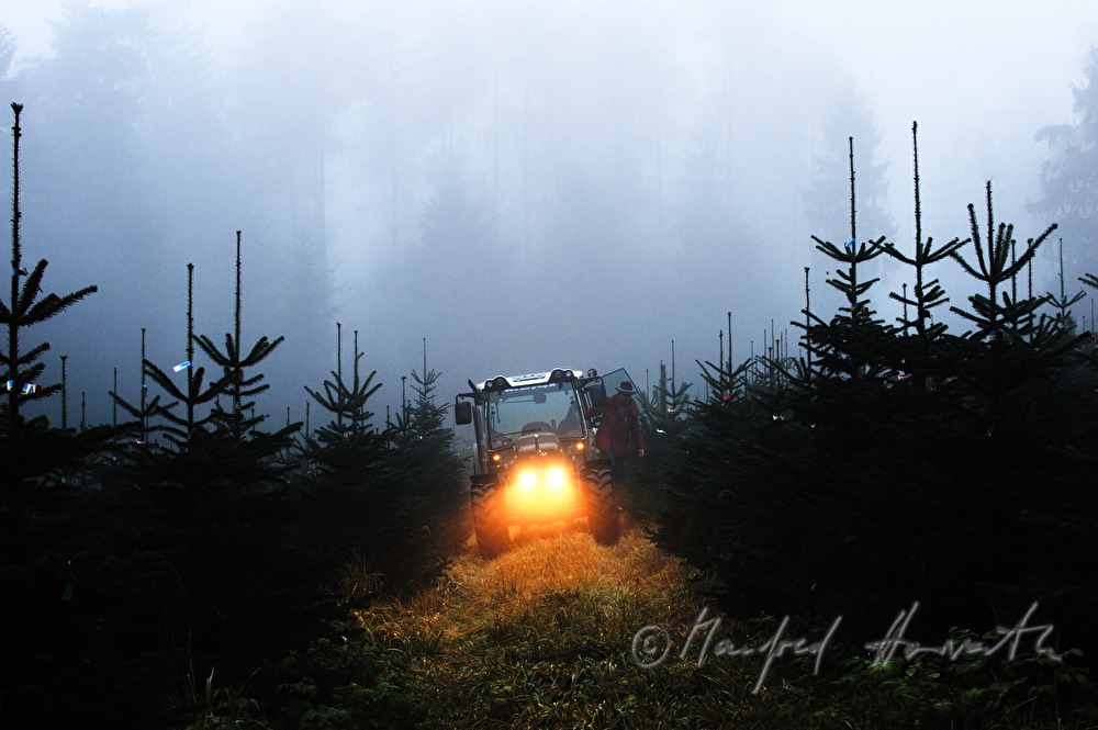 a tractor in the Christmas tree plantage