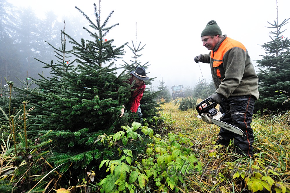 workers at the Christmas tree farm fell a tree