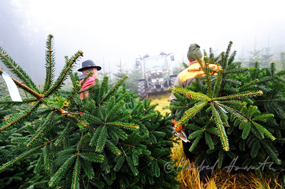workers at the Christmas tree farm fell Christmas trees
