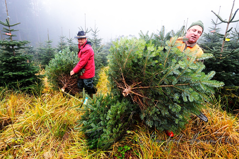 workers at the Christmas tree farm fell Christmas trees