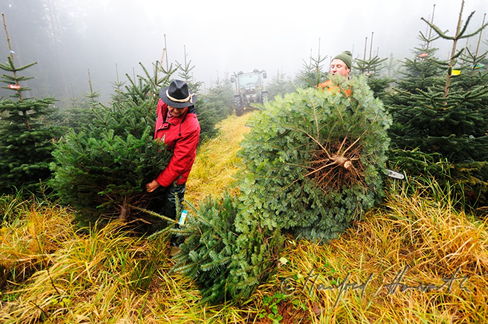 workers at the Christmas tree farm fell Christmas trees