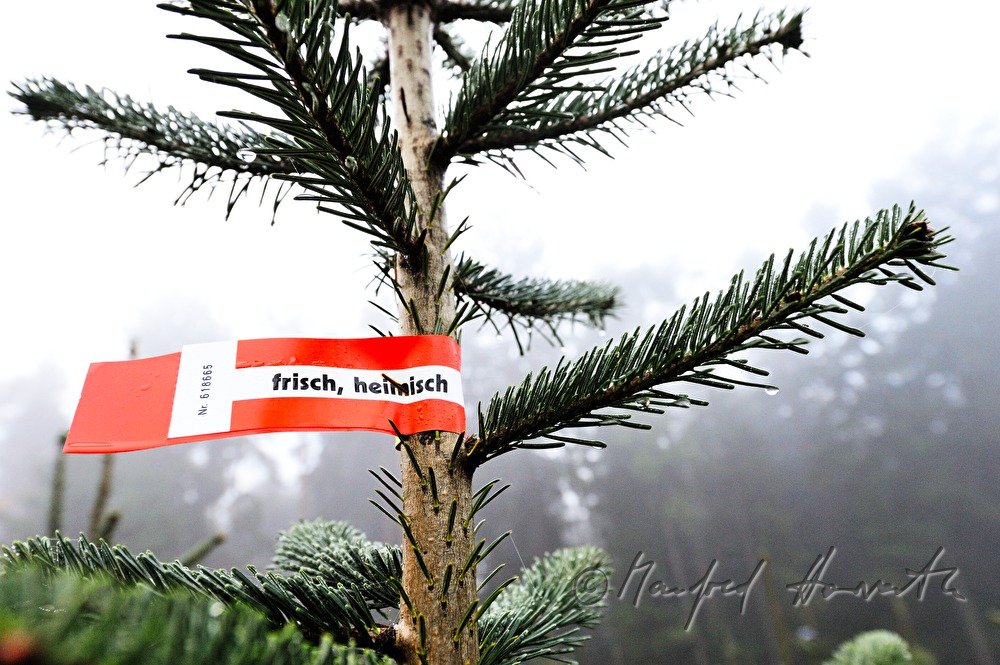 Nordmann Fir at the Christmas tree farm