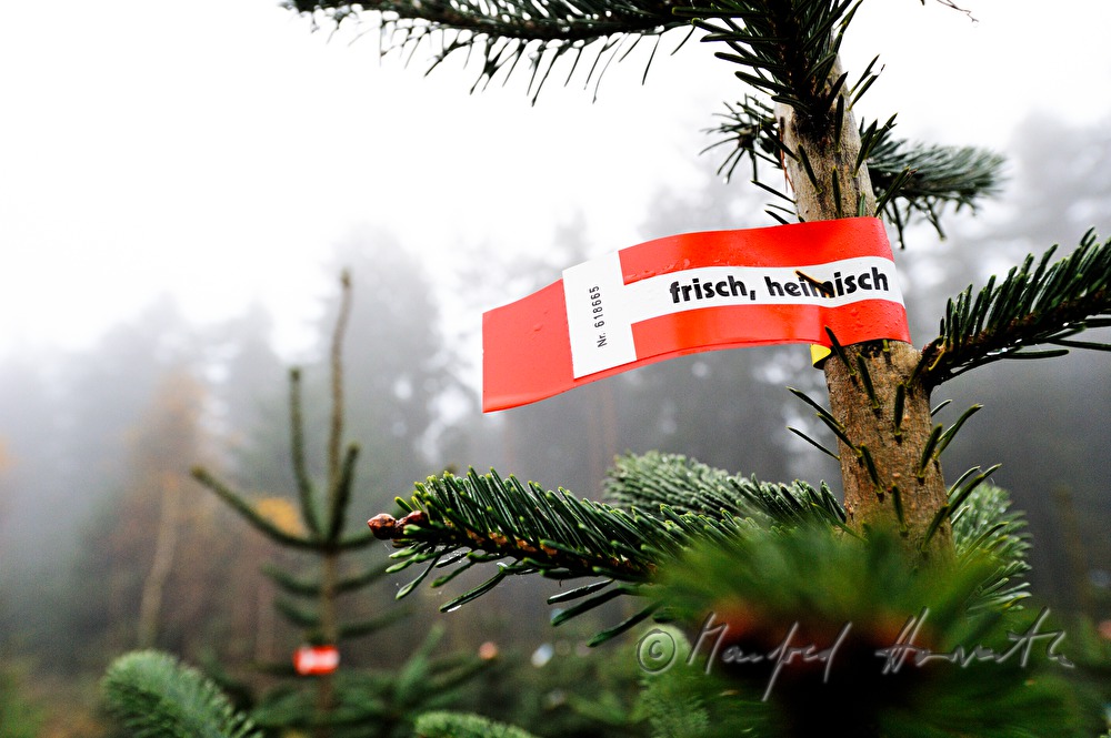Nordmann Fir at the Christmas tree farm