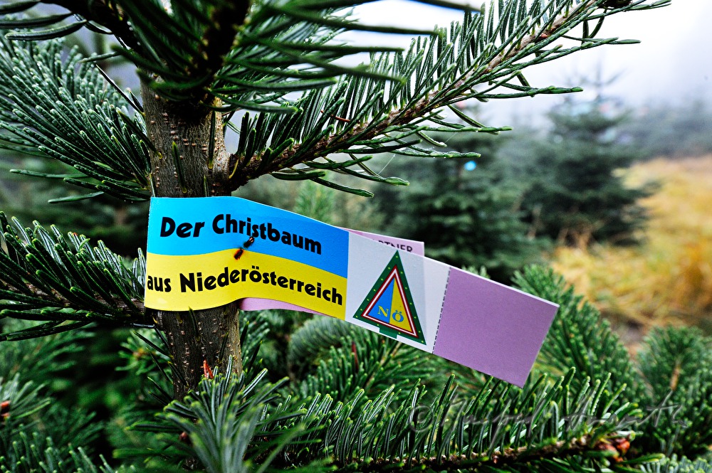 Nordmann Fir at the Christmas tree farm