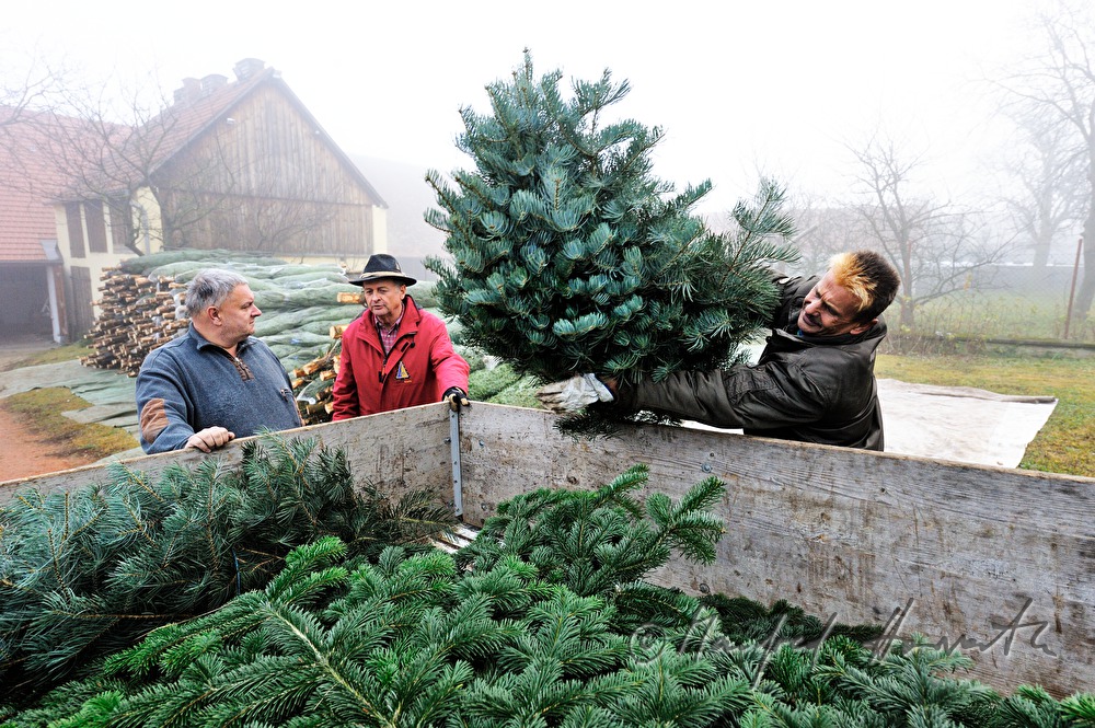 loading brushwood at the Christmas tree farm
