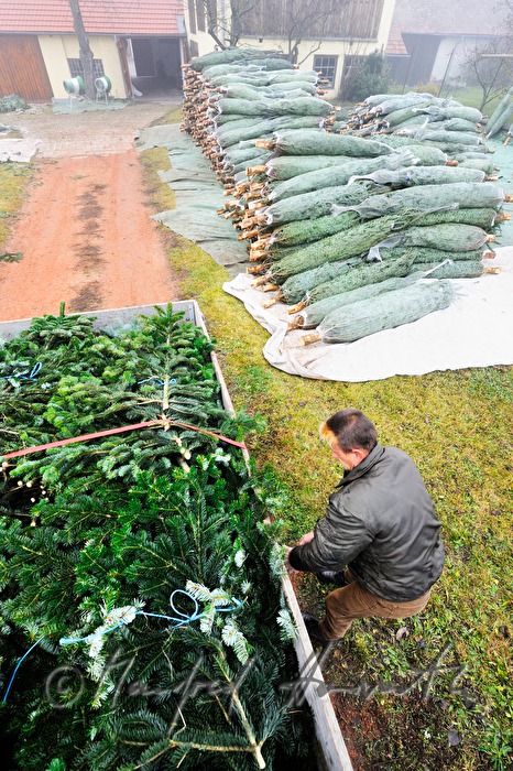 loading brushwood at the Christmas tree farm