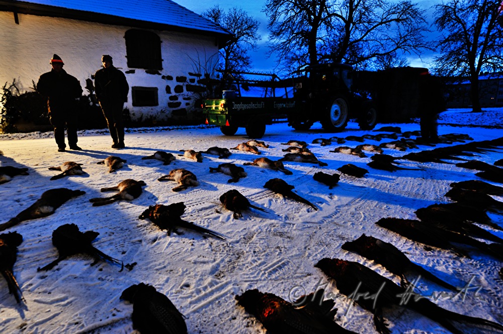 bagged hares after the battue