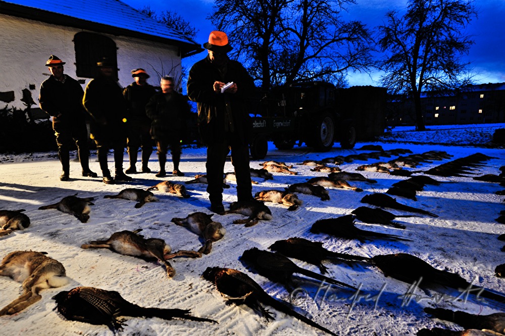 bagged hares after the battue