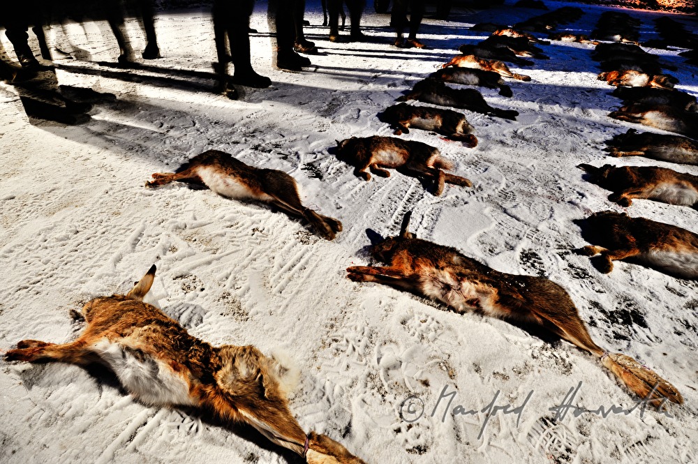 bagged hares after the battue