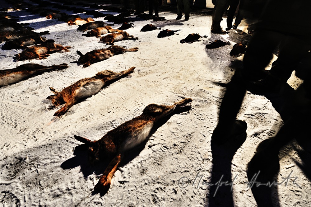 bagged hares after the battue