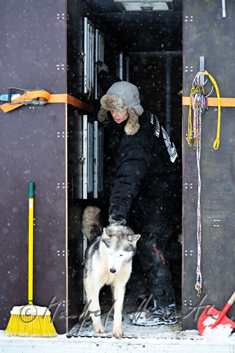 musher with dog sled husky