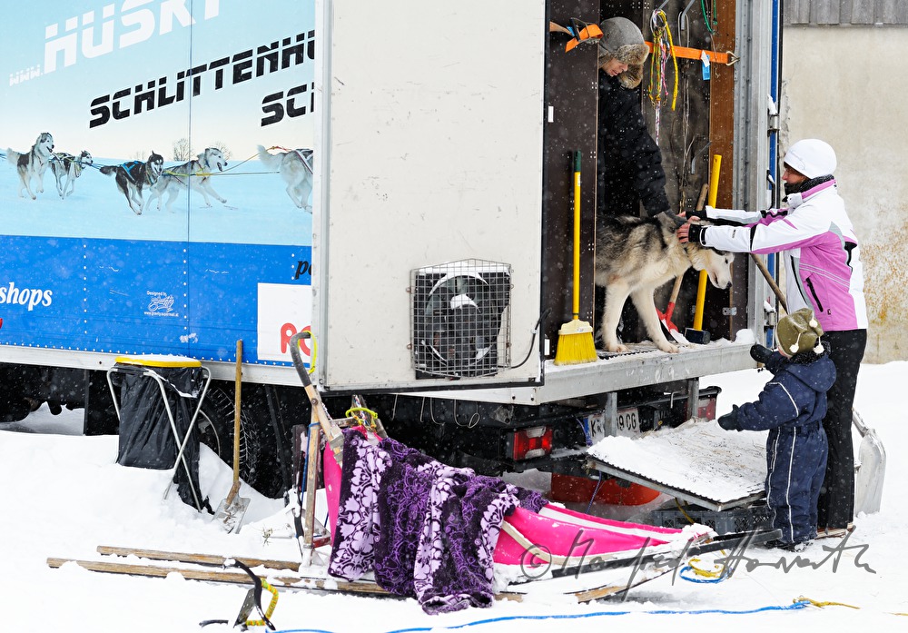 unloading huskys from the trailer