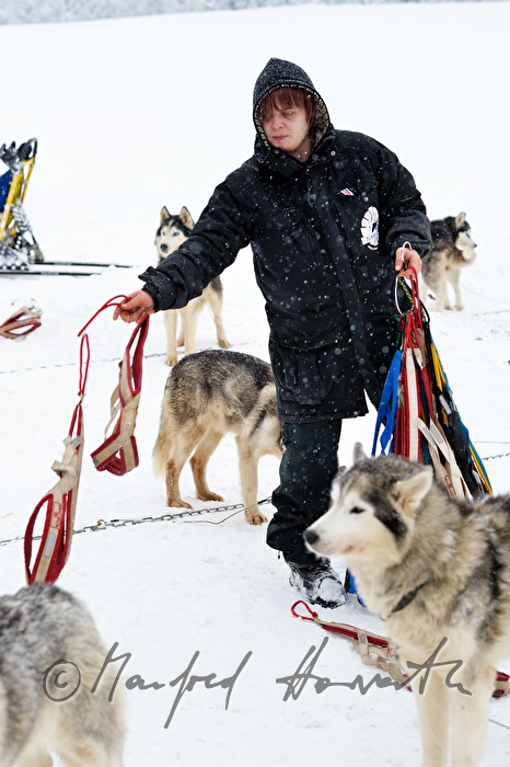 putting on the bridle of huskys
