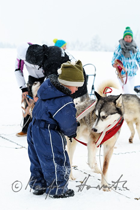 putting on the bridle of huskys