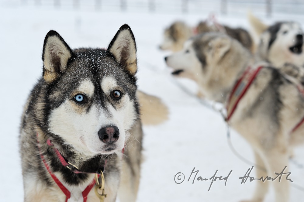 sledge dog with different eyecolours