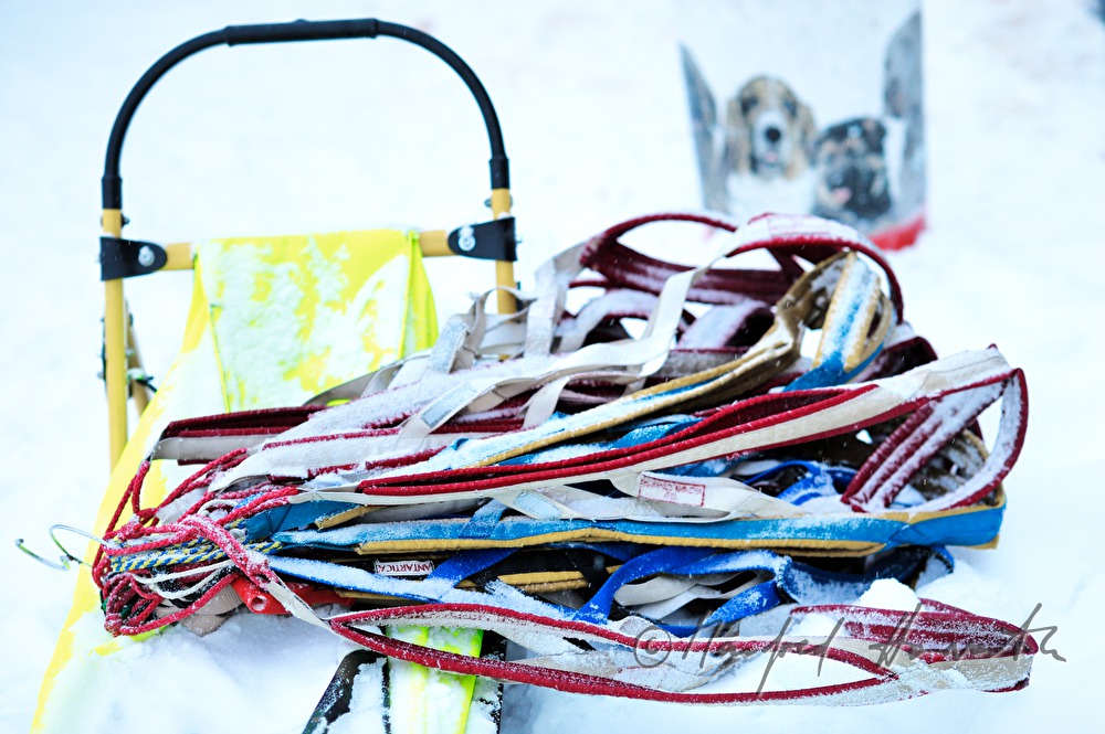 dog-gear hanging on a dog sleigh