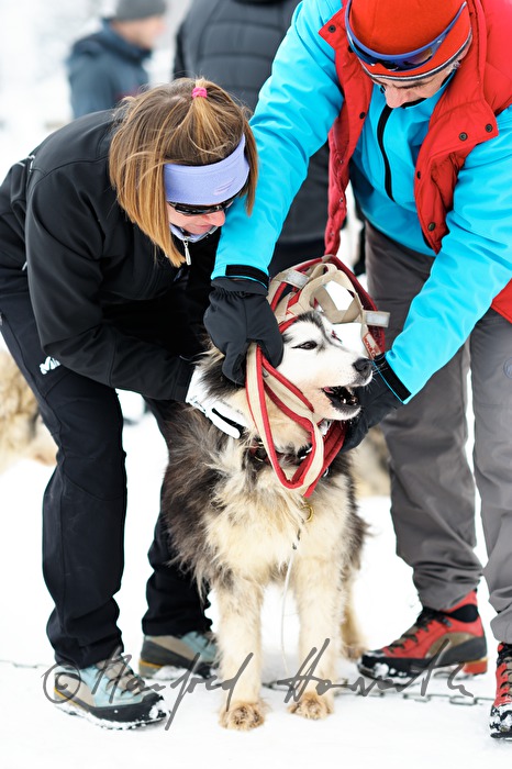 putting on the bridle of huskys