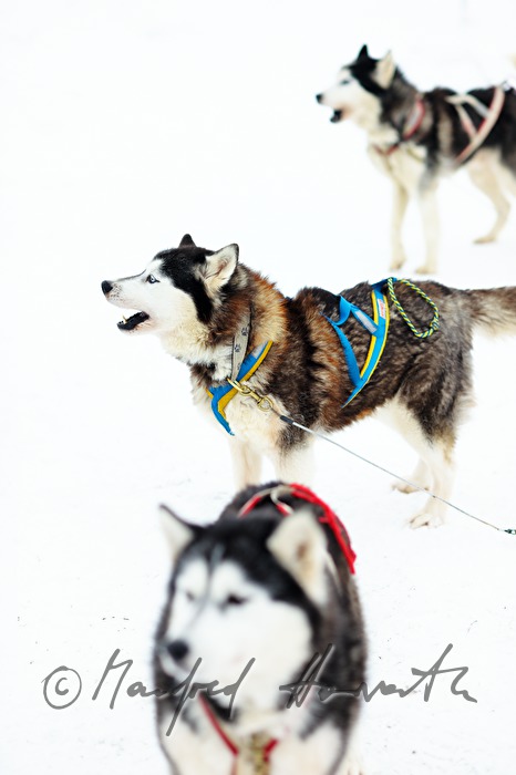 sled dogs waiting for the musher