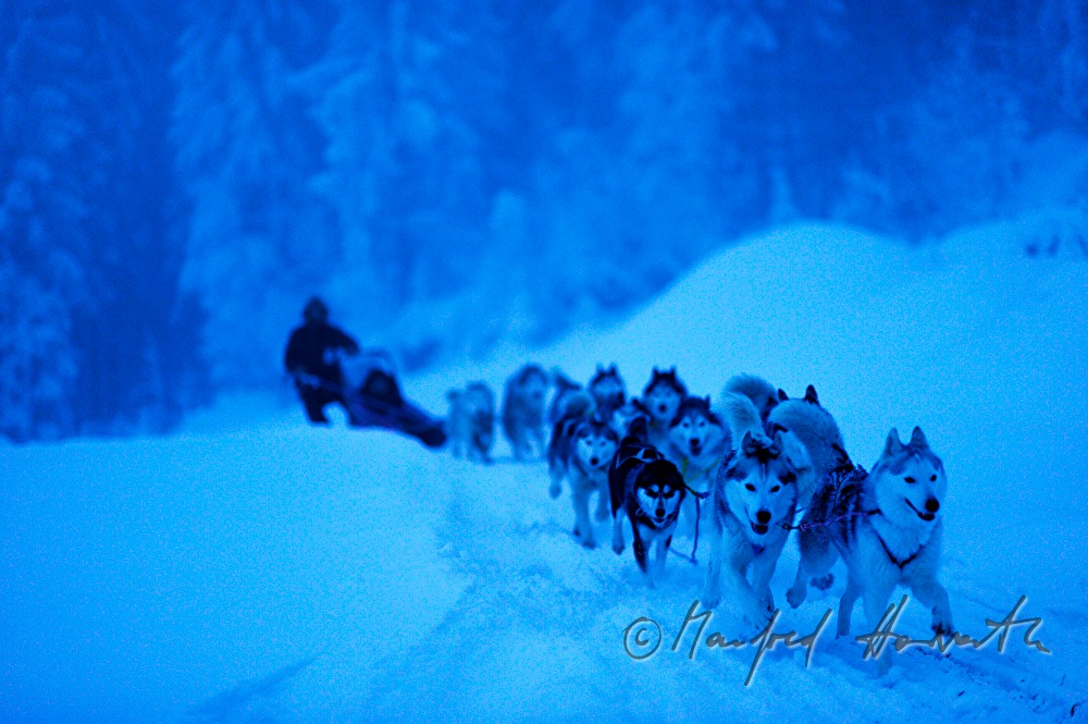 dog-sled ride with a team of twelve huskys