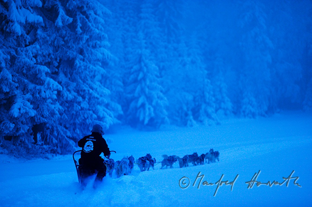 dog-sled ride with a team of twelve huskys