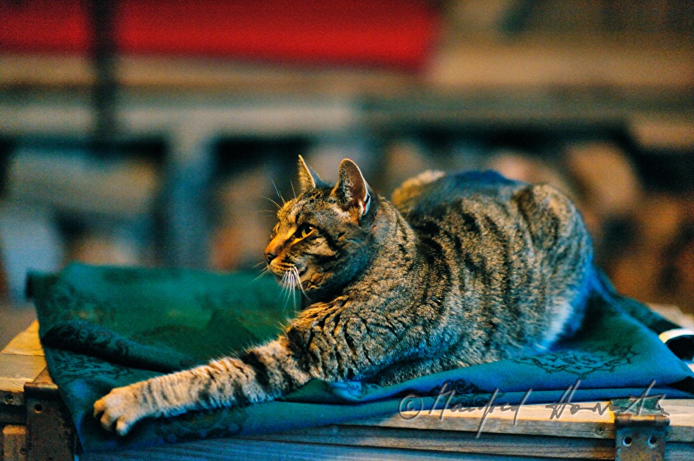 cat in the living room of the ship mill