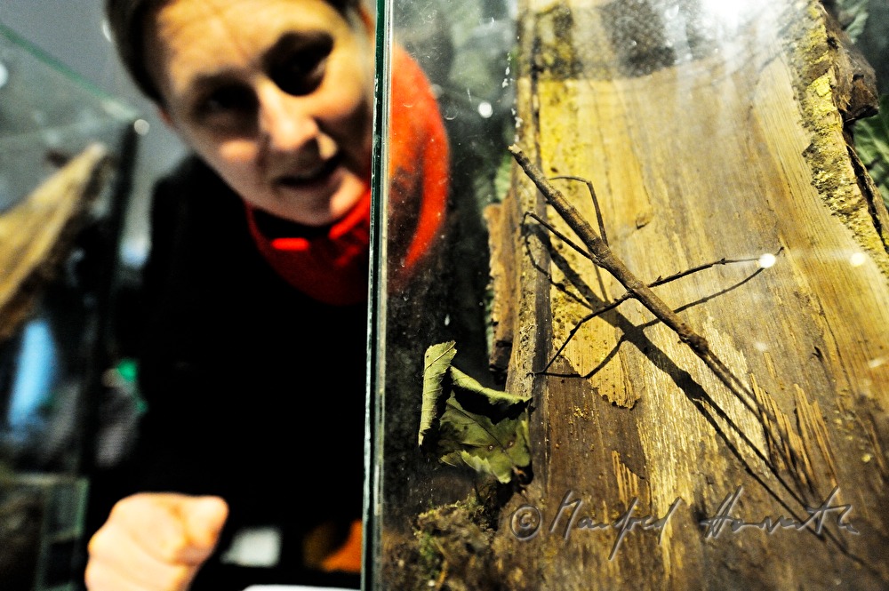 display of an Annam walking stick in a terrarium