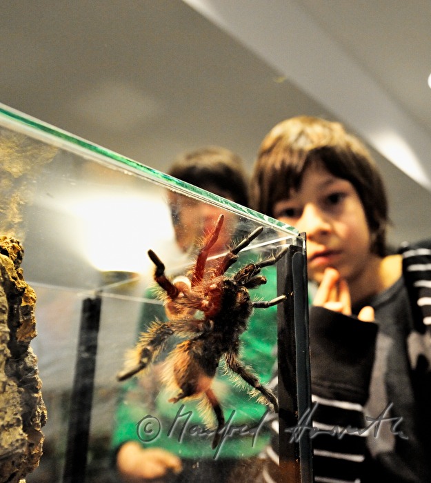 display of a tarantula in a terrarium