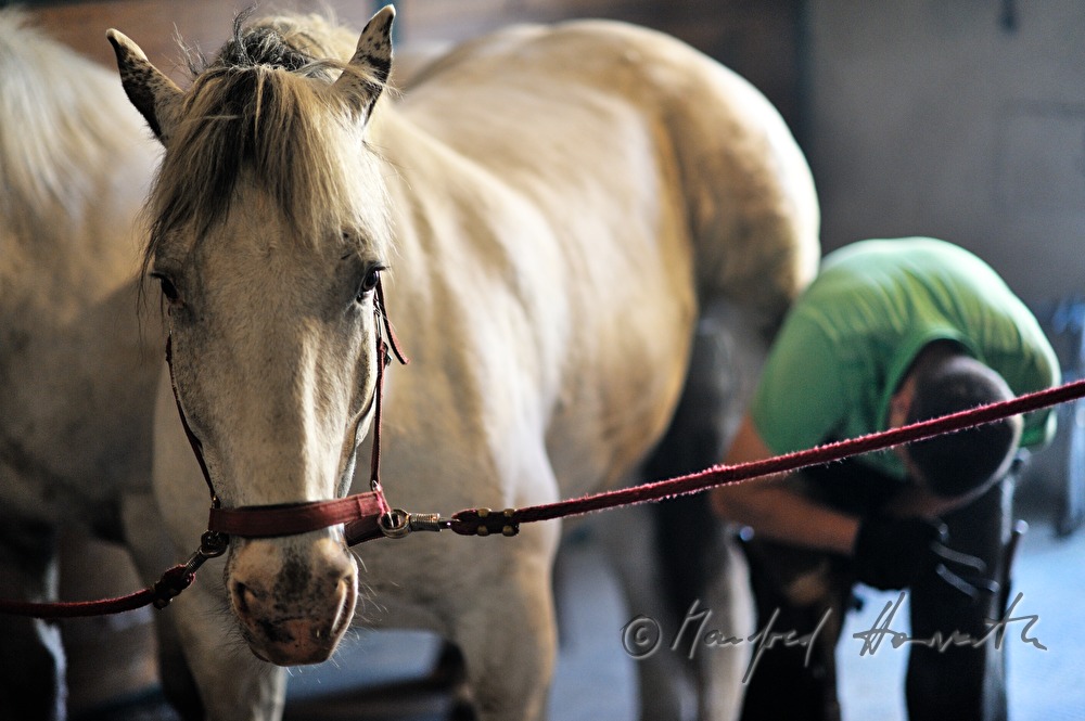 horseshoer at work in the horse stable