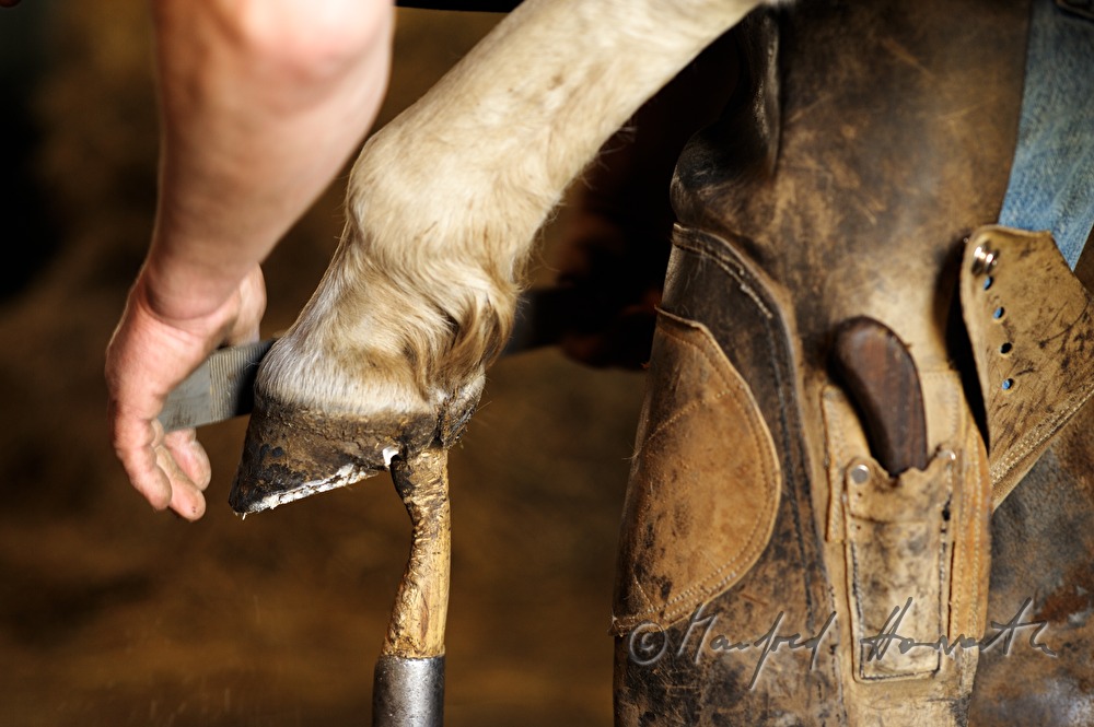 horseshoer at work in the horse stable