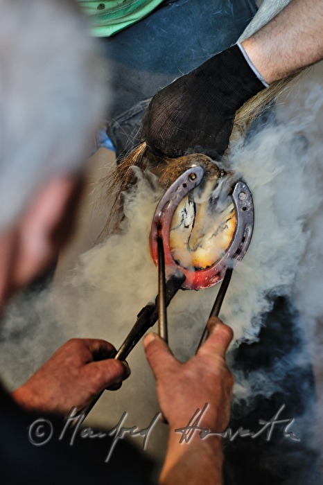horseshoer at work in the horse stable