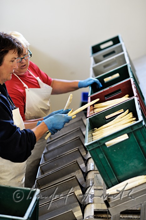 women washing bio asparagus at the farm