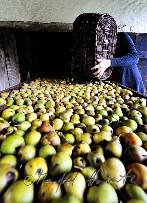 torrefaction of pears in the hut