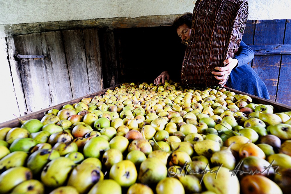 torrefaction of pears in the hut